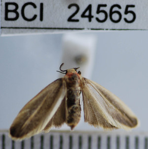  (Rhabdatomis cora - YB-BCI24565)  @12 [ ] No Rights Reserved  Unspecified Unspecified
