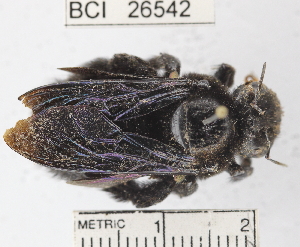  (Xylocopa sp. 1YB - YB-BCI26542)  @14 [ ] No Rights Reserved (2011) Yves Basset Smithsonian Tropical Research Institute