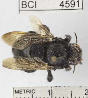  (Xylocopa sp. 2YB - YB-BCI4591)  @14 [ ] No Rights Reserved (2011) Yves Basset Smithsonian Tropical Research Institute