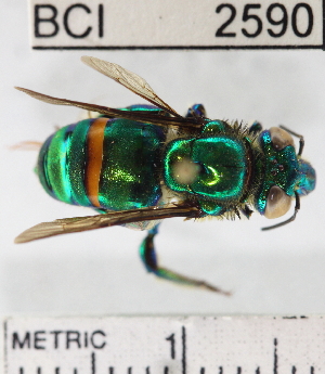 (Euglossa imperialis - YB-BCI2590)  @15 [ ] No Rights Reserved (2011) Yves Basset Smithsonian Tropical Research Institute