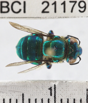  (Euglossa variabilis - YB-BCI21179)  @14 [ ] No Rights Reserved (2011) Yves Basset Smithsonian Tropical Research Institute