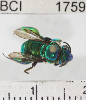  (Euglossa despecta - YB-BCI1759)  @13 [ ] No Rights Reserved (2011) Yves Basset Smithsonian Tropical Research Institute