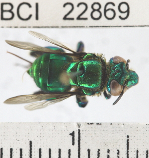 (Euglossa allosticta - YB-BCI22869)  @14 [ ] Unspecified (default): All Rights Reserved  No Unspecified