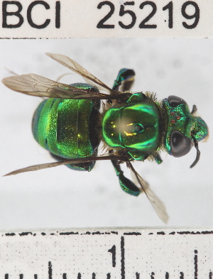  (Euglossa allosticta - YB-BCI25219)  @14 [ ] Unspecified (default): All Rights Reserved  No Unspecified