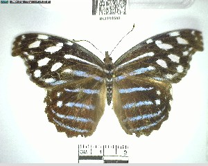  ( - YB-BCI194598)  @11 [ ] No Rights Reserved  Unspecified Unspecified