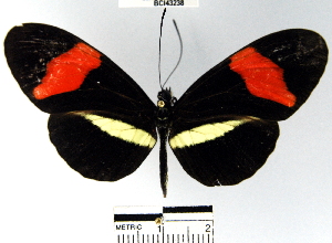  (Heliconius erato - YB-BCI43238)  @13 [ ] No Rights Reserved  Unspecified Unspecified