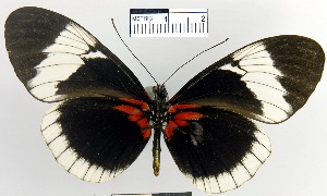  (Heliconius sapho - YB-BCI4084)  @15 [ ] No Rights Reserved  Unspecified Unspecified