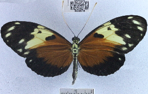  (Heliconius hecale - YB-BCI35719)  @13 [ ] No Rights Reserved (2011) Unspecified Unspecified