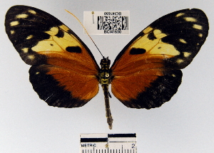  (Heliconius hecale - YB-BCI41650)  @13 [ ] No Rights Reserved  Unspecified Unspecified