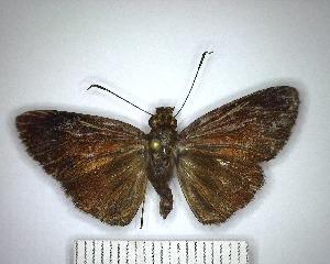  (unclassified Hesperiidae - YB-BCI184362)  @11 [ ] No Rights Reserved  Unspecified Unspecified