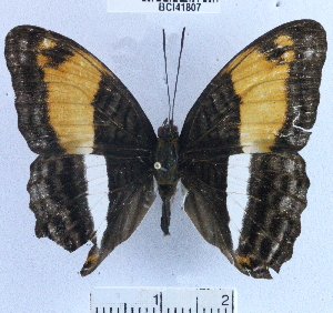  (Adelpha cocala lorzae - YB-BCI41807)  @13 [ ] No Rights Reserved (2011) Unspecified Unspecified