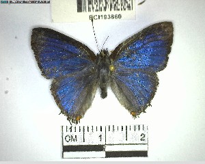  ( - YB-BCI193860)  @11 [ ] No Rights Reserved  Unspecified Unspecified