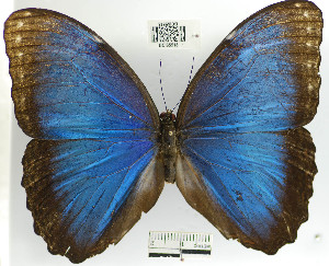  (Morpho helenor - YB-BCI65518)  @15 [ ] No Rights Reserved  Unspecified Unspecified