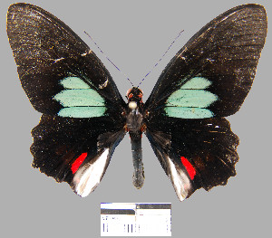  (Parides sesostris tarquinius - YB-BCI13082)  @14 [ ] No Rights Reserved  Unspecified Unspecified