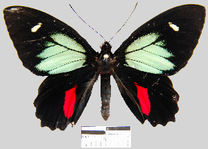  (Parides childrenae childrenae - YB-BCI10951)  @15 [ ] No Rights Reserved  Unspecified Unspecified