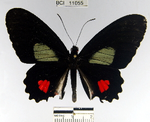  (Parides erithalion - YB-BCI11055)  @14 [ ] No Rights Reserved  Unspecified Unspecified