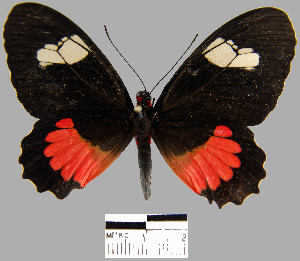  (Parides sp. 1YB - YB-BCI12808)  @14 [ ] No Rights Reserved  Unspecified Unspecified