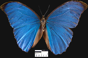  (Morpho menelaus - YB-BCI2699)  @15 [ ] No Rights Reserved  Unspecified Unspecified