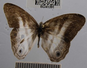  ( - YB-BCI41391)  @12 [ ] No Rights Reserved  Unspecified Unspecified