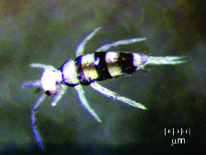  (Entomobrya sp. 1JPV - JPV-106_Mar_WHE1_150_Entosp1_5)  @11 [ ] No Rights Reserved  Unspecified Unspecified