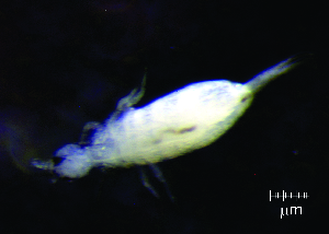  (Pseudosinella sp. 5JPV - JPV-107_Mar_WHE1_150_Psinesp5_1)  @11 [ ] No Rights Reserved  Unspecified Unspecified