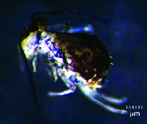  (Calvatomina sp. 3JPV - JPV-150_Dec_WHE1_200_Calvruf_1)  @11 [ ] No Rights Reserved  Unspecified Unspecified