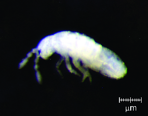  (Pseudosinella sp. 4JPV - JPV-158_Mar_ARM3_500_Psinesp4_1)  @11 [ ] No Rights Reserved  Unspecified Unspecified