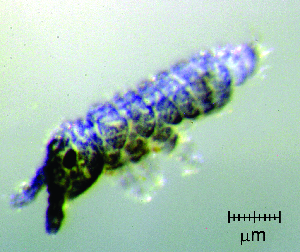  (Ceratophysella sp. 2JPV - JPV-180_Dec_ARM3_100_Neotsp1_3)  @11 [ ] No Rights Reserved  Unspecified Unspecified