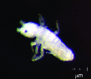  (Seira bipunctata - JPV-34_Mar_ZET2_250_Seibip_3)  @11 [ ] No Rights Reserved  Unspecified Unspecified