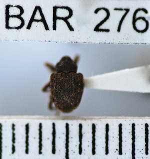  ( - YB-BAR 276)  @11 [ ] No Rights Reserved  Unspecified Unspecified