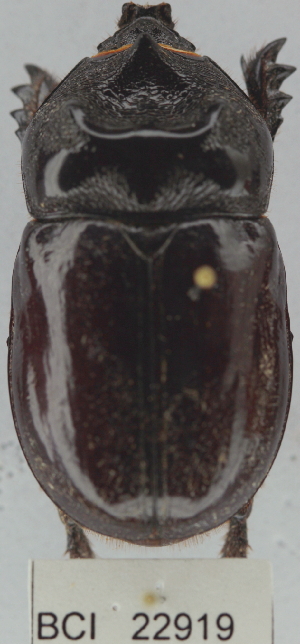  ( - YB-BCI22919)  @13 [ ] No Rights Reserved (2011) Yves Basset Smithsonian Tropical Research Institute