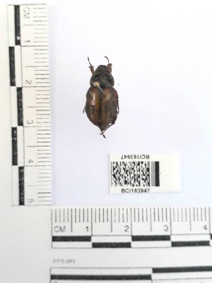  (Cyclocephala discicollis - YB-BCI163947)  @11 [ ] No Rights Reserved  Unspecified Unspecified