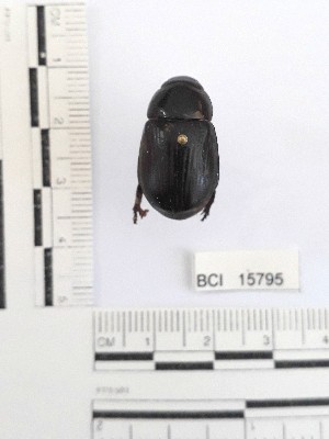  (Cyclocephala sp. 12YB - YB-BCI15795)  @11 [ ] No Rights Reserved  Unspecified Unspecified