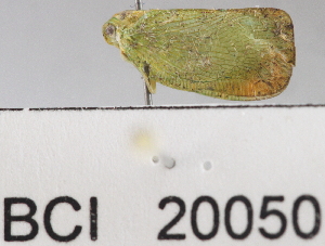  ( - YB-BCI20050)  @13 [ ] No Rights Reserved  Unspecified Unspecified