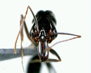  ( - DAF0029)  @12 [ ] CreativeCommons - Attribution (2013) David A. Donoso UTPL