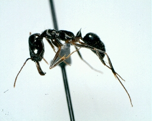  ( - DAF0029)  @12 [ ] CreativeCommons - Attribution (2013) David A. Donoso UTPL