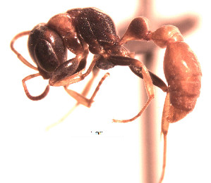  (Pseudomyrmex boopis - YB-DD1015BC)  @14 [ ] No Rights Reserved  Unspecified Unspecified