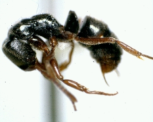  ( - DD1110BC)  @12 [ ] CreativeCommons - Attribution (2013) David A. Donoso UTPL