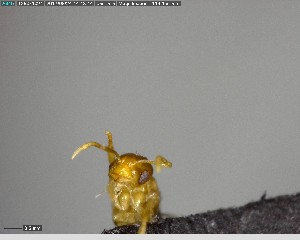  (Brachymyrmex minutus - YB-BCI144405)  @12 [ ] CreativeCommons - Attribution (2017) Yves Basset Smithsonian Tropical Research Institute
