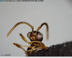  (Neocerapachys sp. 1YB - YB-BCI148871)  @11 [ ] CreativeCommons - Attribution (2017) Yves Basset Smithsonian Tropical Research Institute