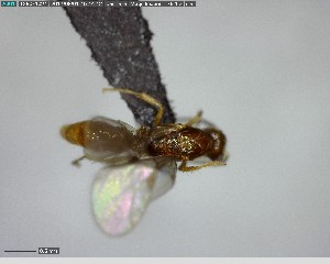  ( - YB-BCI124294)  @12 [ ] CreativeCommons - Attribution (2017) Yves Basset Smithsonian Tropical Research Institute