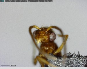  ( - YB-BCI124294)  @12 [ ] CreativeCommons - Attribution (2017) Yves Basset Smithsonian Tropical Research Institute