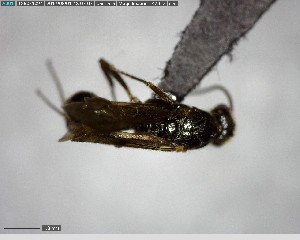  ( - YB-BCI146078)  @11 [ ] CreativeCommons - Attribution (2017) Yves Basset Smithsonian Tropical Research Institute