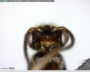  ( - YB-BCI146078)  @11 [ ] CreativeCommons - Attribution (2017) Yves Basset Smithsonian Tropical Research Institute