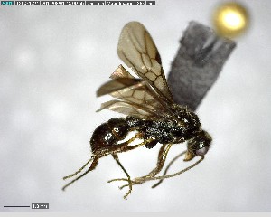  ( - YB-BCI146078)  @11 [ ] CreativeCommons - Attribution (2017) Yves Basset Smithsonian Tropical Research Institute