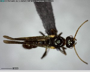  ( - YB-BCI146167)  @11 [ ] CreativeCommons - Attribution (2017) Yves Basset Smithsonian Tropical Research Institute