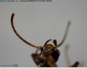  ( - YB-BCI146167)  @11 [ ] CreativeCommons - Attribution (2017) Yves Basset Smithsonian Tropical Research Institute