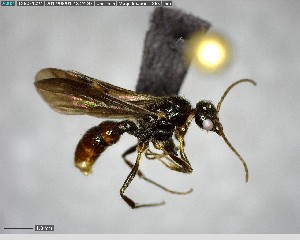  ( - YB-BCI146167)  @11 [ ] CreativeCommons - Attribution (2017) Yves Basset Smithsonian Tropical Research Institute