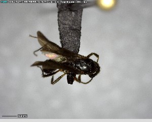  ( - YB-BCI147918)  @11 [ ] CreativeCommons - Attribution (2017) Yves Basset Smithsonian Tropical Research Institute