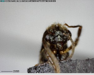  ( - YB-BCI147918)  @11 [ ] CreativeCommons - Attribution (2017) Yves Basset Smithsonian Tropical Research Institute